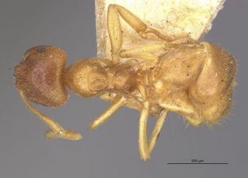 Media type: image;   Entomology 21685 Aspect: habitus dorsal view